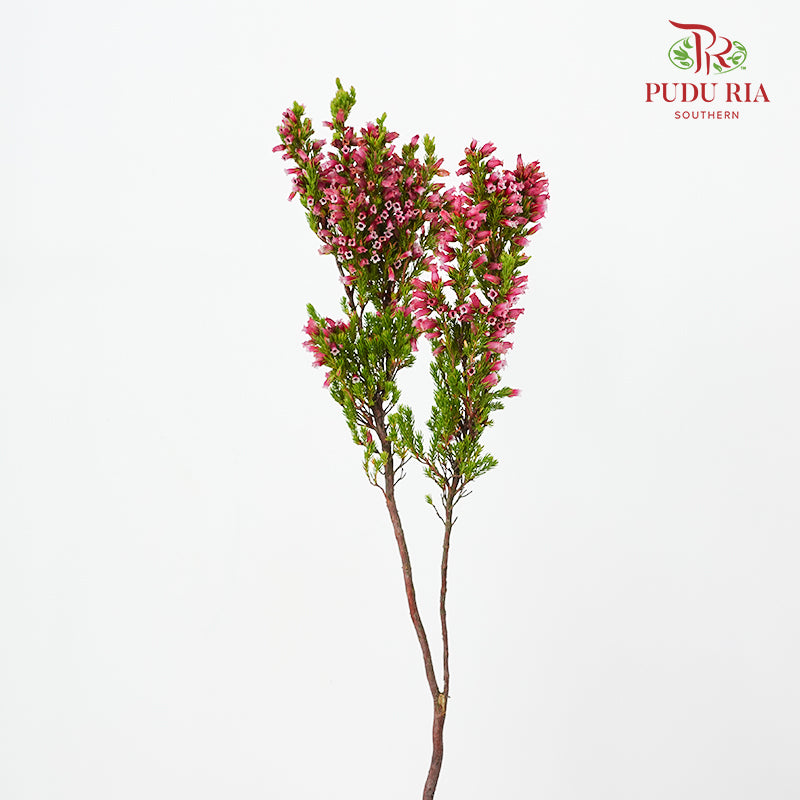 Erica Dark Pink - (Per Bundle)