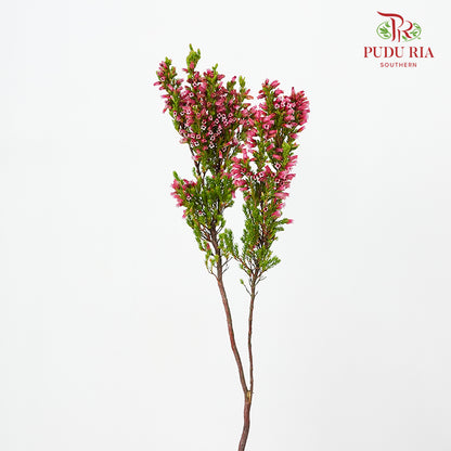 Erica Dark Pink - (Per Bundle)