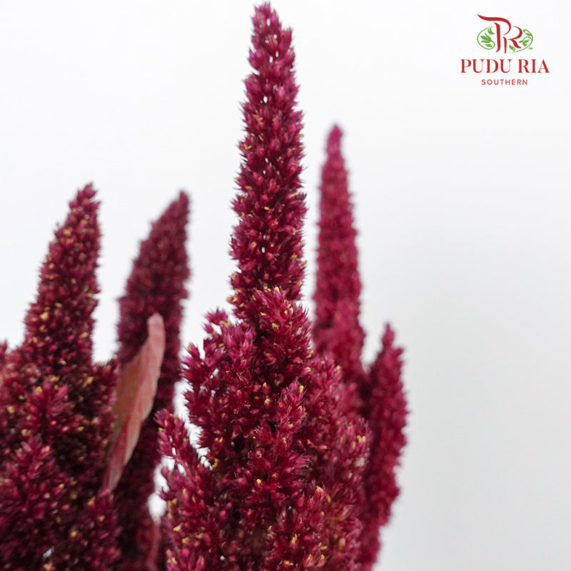 Amaranthus Straigh Red - Pudu Ria Florist Southern