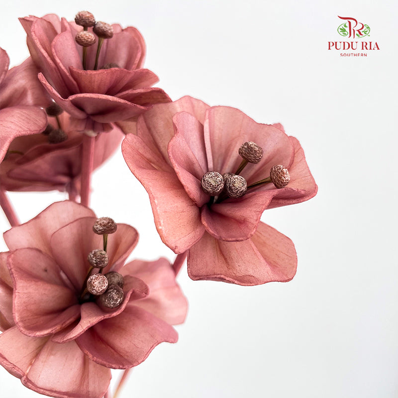 Dry Small Pomegranate Flower - Light Brown