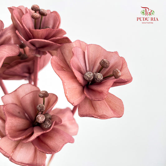 Dry Small Pomegranate Flower - Light Brown