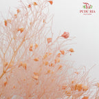 Dry Dream Grass Pink - Pudu Ria Florist Southern