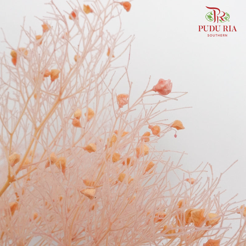 Dry Dream Grass Pink - Pudu Ria Florist Southern