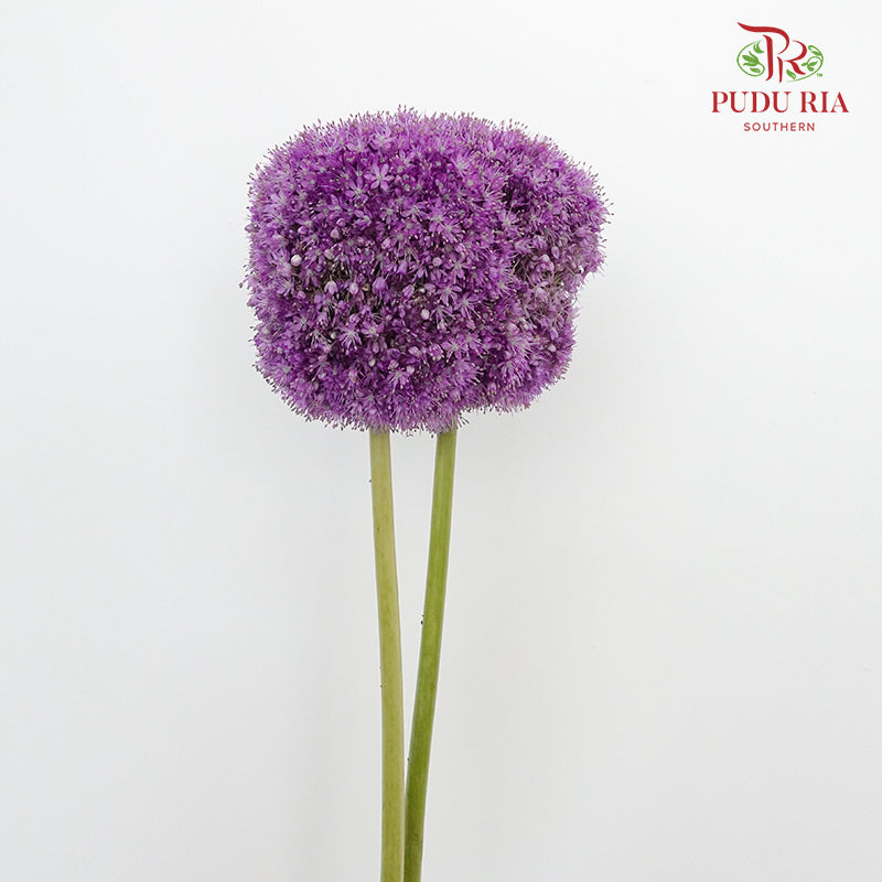 Allium Ambassador - Pudu Ria Florist Southern
