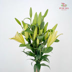 Lily Yellow 百合 - (5 Stems)