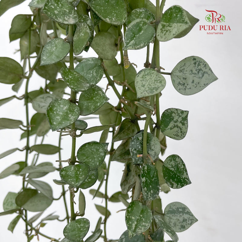 Hoya lacunosa Silver leaves