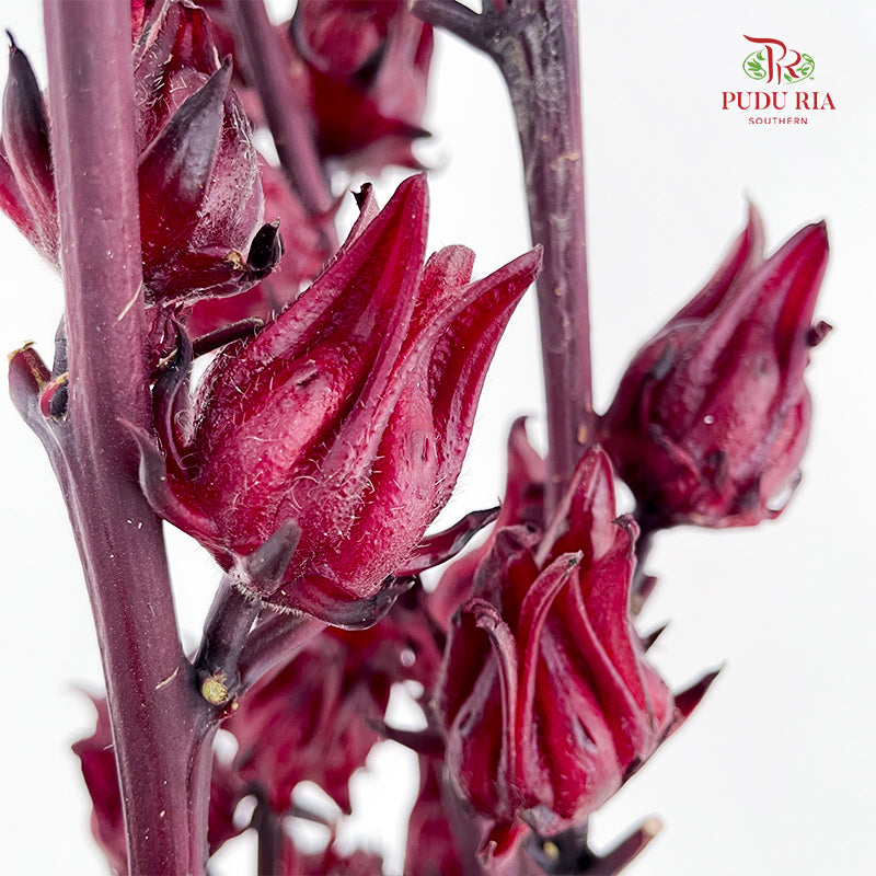 Roselle
