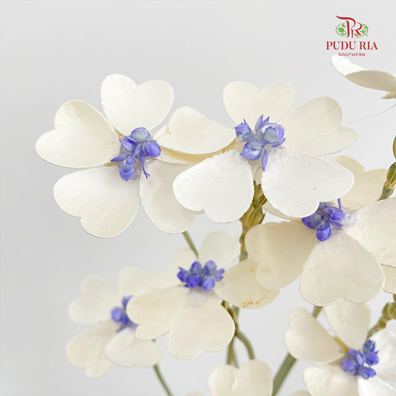 Dry Violet Love Shape - Center Purple