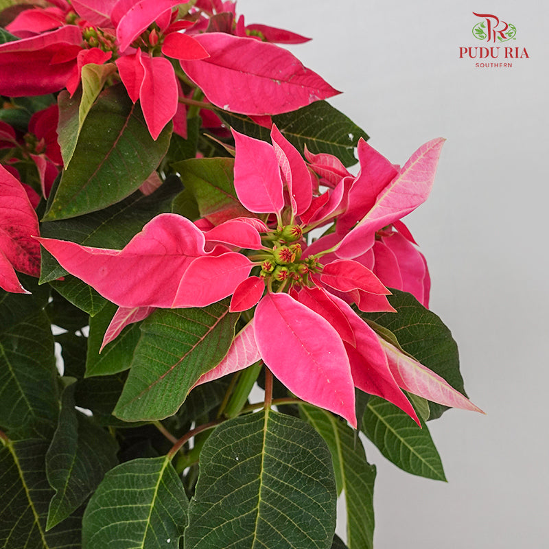 Poinsettia Pot Plant Pink