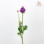 Ranunculus Purple 洋牡丹 - (8-10 Stems)