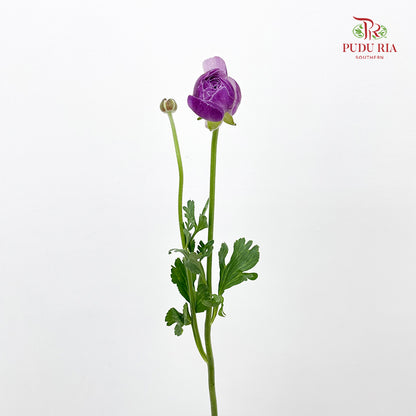 Ranunculus Purple - (8 - 10 Stems)