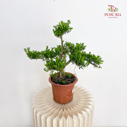 Buxus Bonsai 黄杨盆景