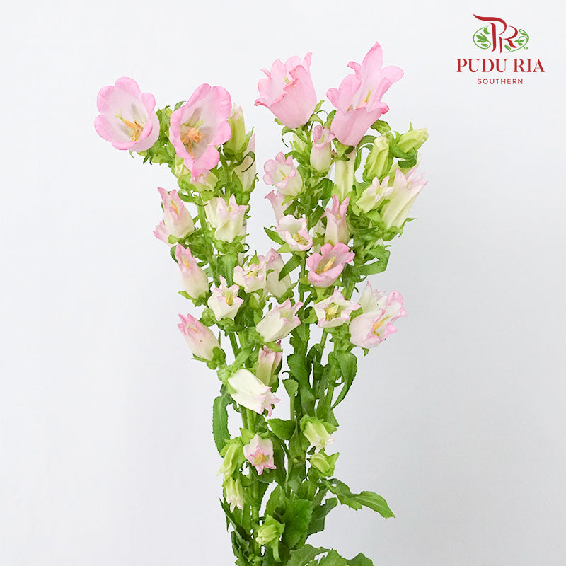 Campanula Pink - 5 Stems - Pudu Ria Florist Southern