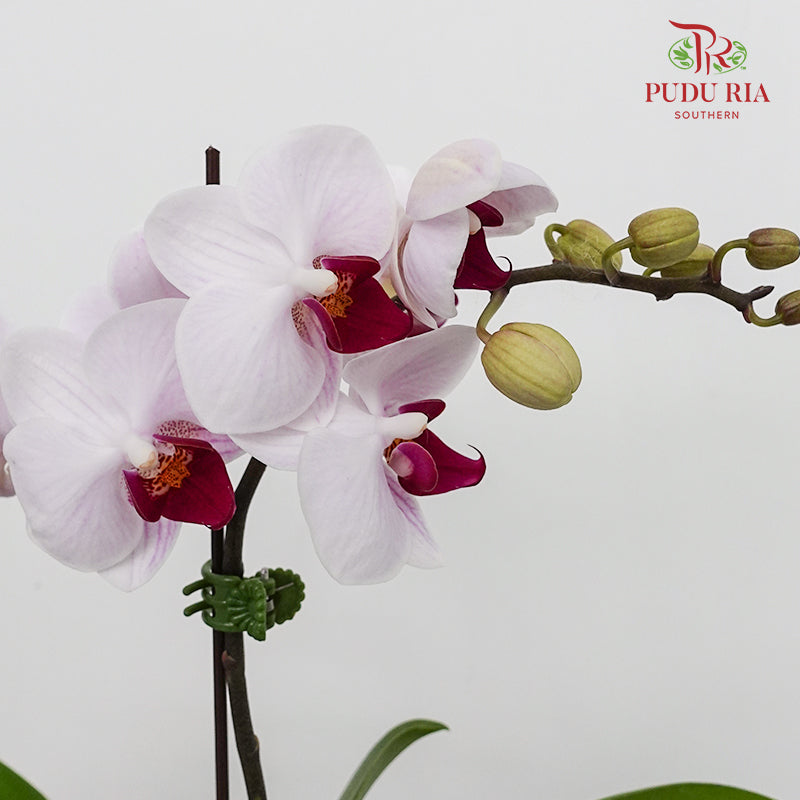 Phalaenopsis Orchid White Purple Mini Double Stem #2