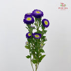 Aster Purple 翠菊 - (Per Bundle)