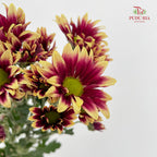 Chrysanthemum Pompom Daisy Purple/Yellow 1 - (10-12 Stems)