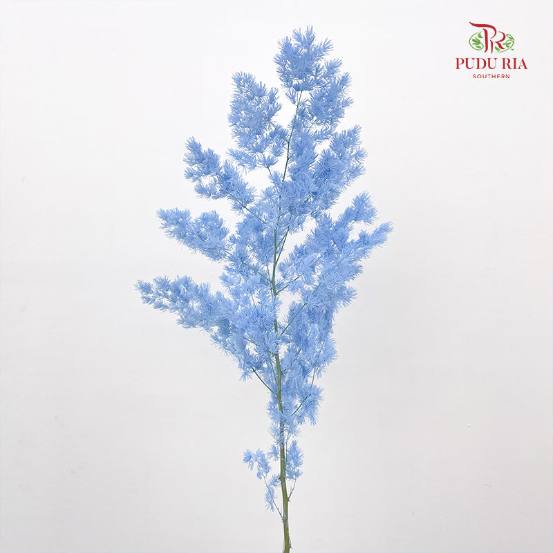 Preservative Asparagus Fern Blue