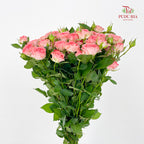 Rose Spray Fairy - (8-10 Stems)