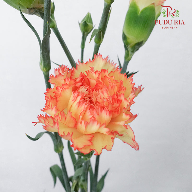 Carnation St Folgore  (18-20 Stems) - Pudu Ria Florist Southern