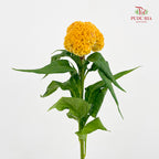 Celosia Yellow - (Per Stem)