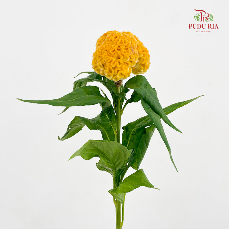 Celosia Yellow - (Per Stem)