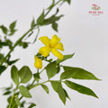 Nine Star leaves Flower - (Per Bundle)