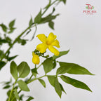 Nine Star leaves Flower - (Per Bundle)