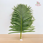 Yellow Palm Leaf 棕榈叶 (L) - (10 Stems)