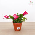 Schlumbergera P120