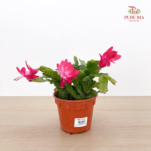 Schlumbergera P120