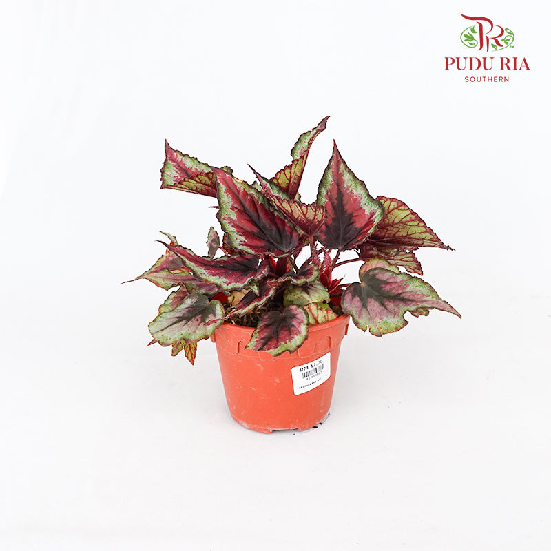Begonia Rex #2