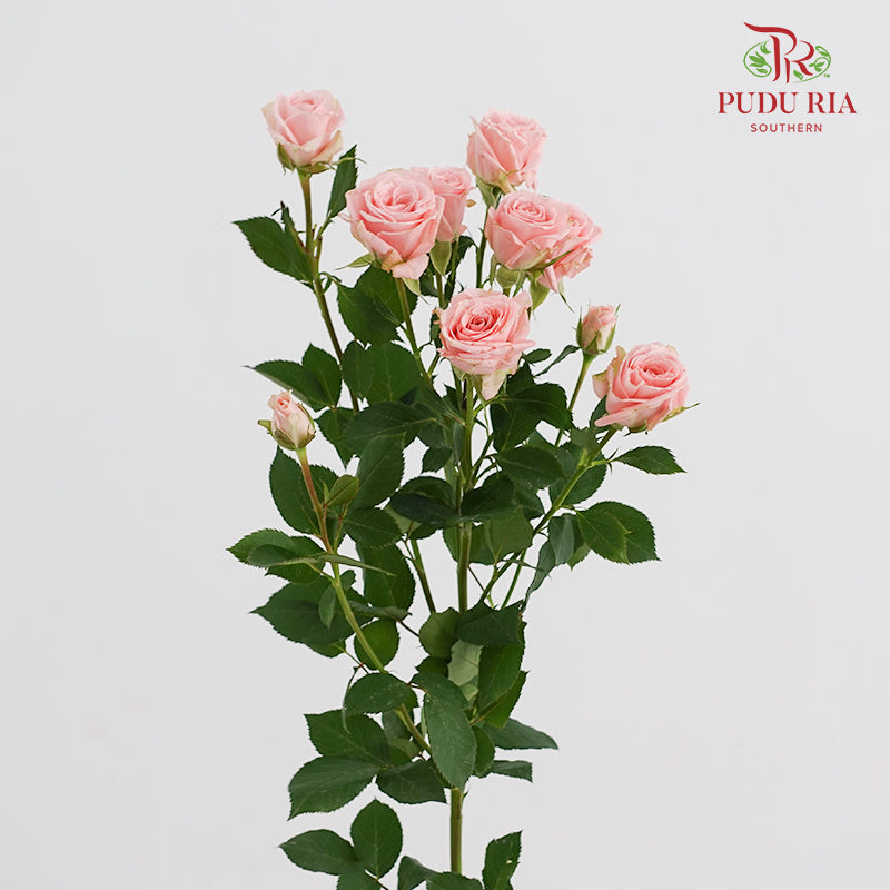Rose Spray Princess Lulu - (8-10 Stems)