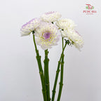 Dahlia Purple - (Per Bundle)