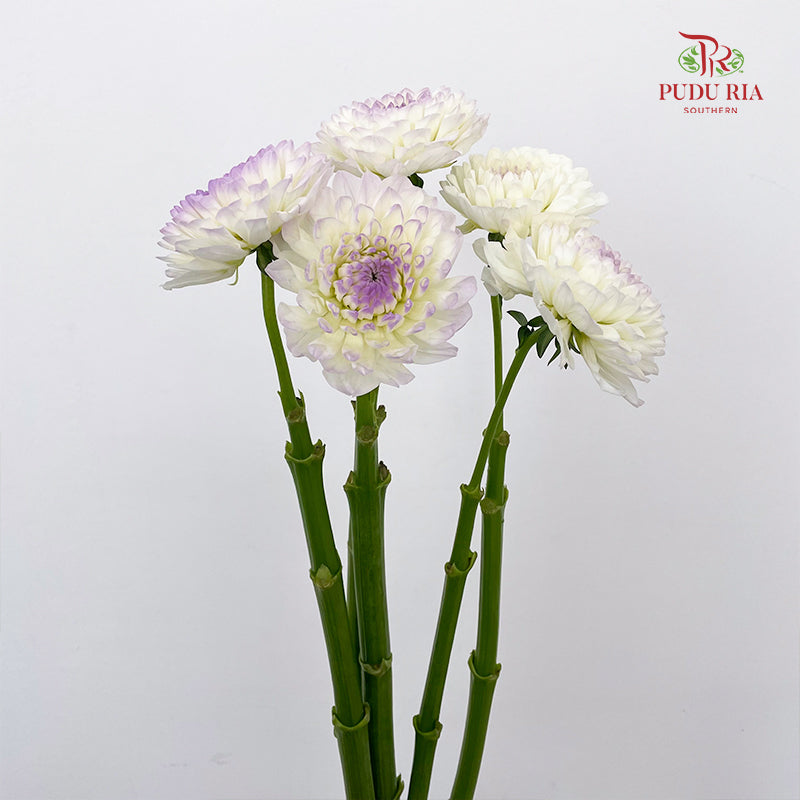 Dahlia Tone Purple - (5 Stems)
