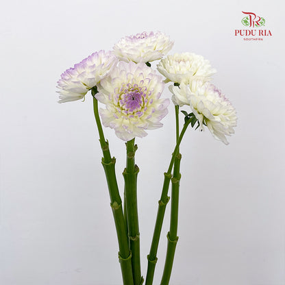 Dahlia Tone Purple - (5 Stems)