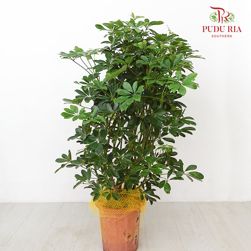 Schefflera Green