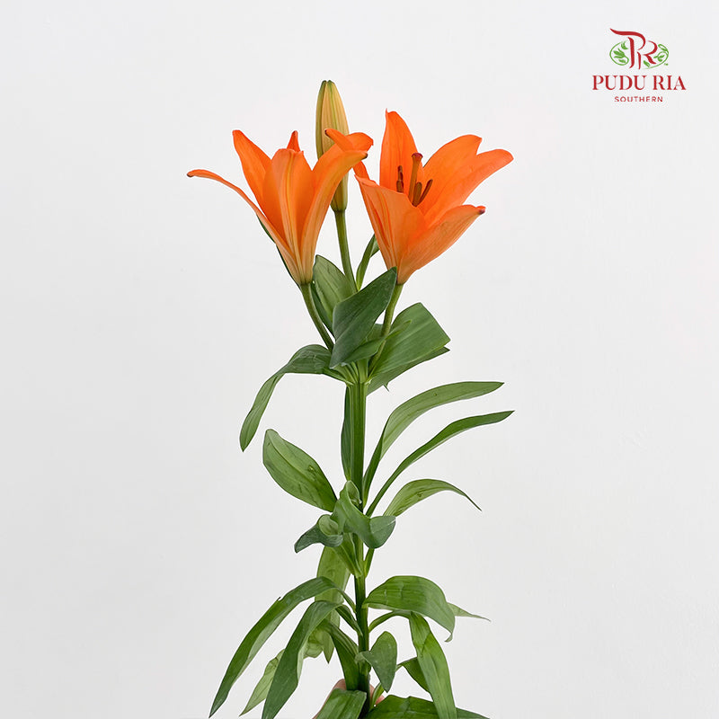 Tiger Lily Orange - (5 Stems)