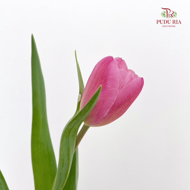 Tulip Pink 郁金香 - (8-10 Stems)