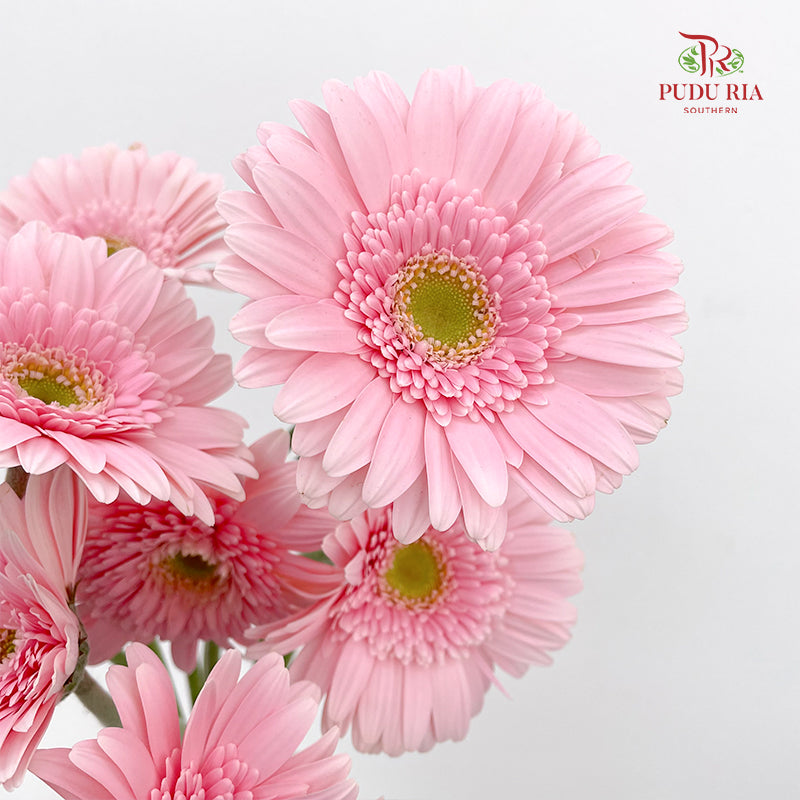 Gerbera Soft Pink Heart Green (8-10 Stems)