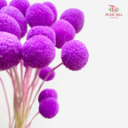 Preservative Craspedia - Purple