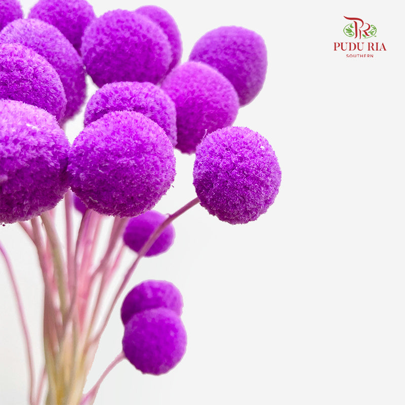 Preservative Craspedia - Purple