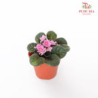 JH Saintpaulia Pink - Pudu Ria Florist Southern