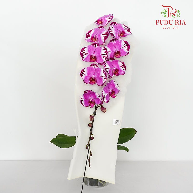 Phalaenopsis Orchid Two Tone Purple Premium Big Single Stem