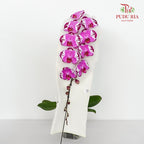 Phalaenopsis Orchid Two Tone Purple Premium Big Single Stem