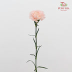 Carnation Liu Guang 流光康乃馨- (18-20 Stems)