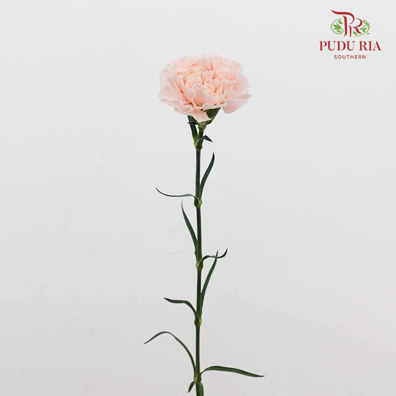 Carnation Liu Guang 流光康乃馨- (18-20 Stems)