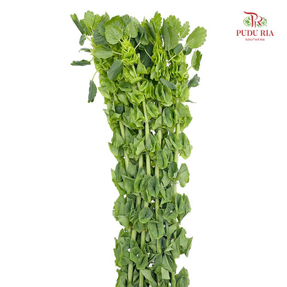 Molucella Laevis - (Per Bundle)