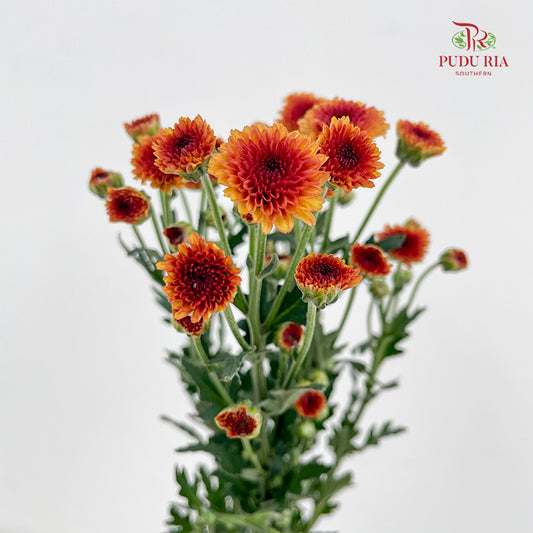 Chrysanthemum Santini / Calimero Mini Button Orange Red