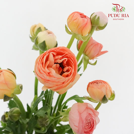 Ranunculus Champagne (8 - 10 Stems) - Pudu Ria Florist Southern