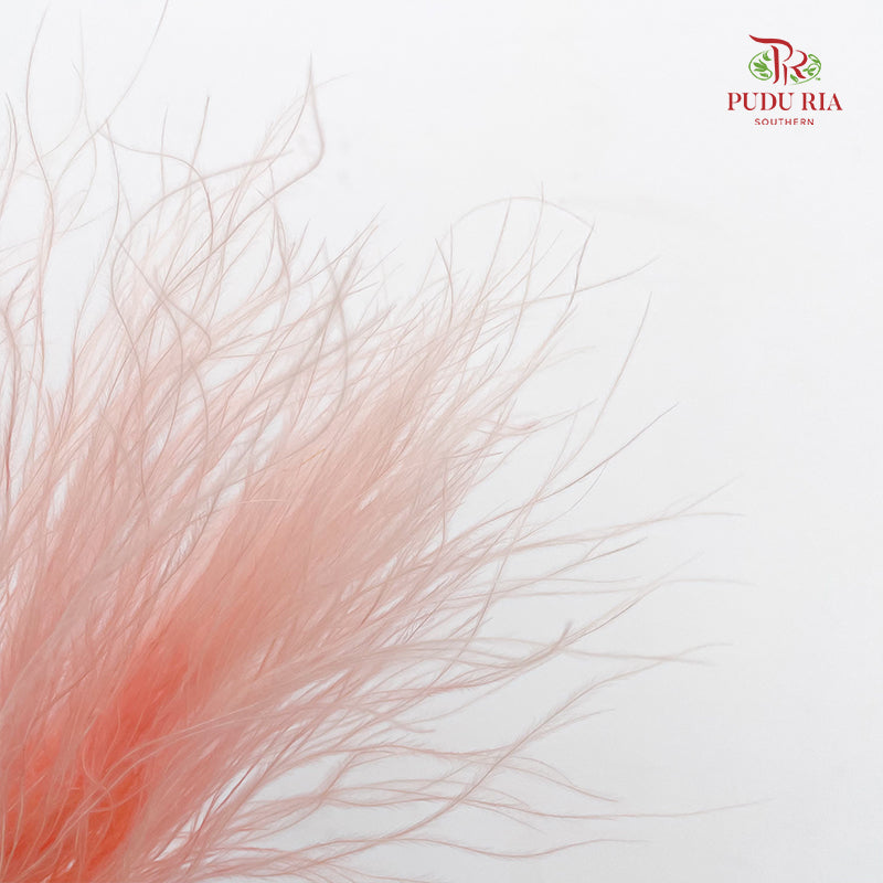 Dry Stipa Grass (Feather Grass)  Light Pink